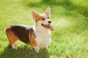 retrato de un perro de el corgi raza en un antecedentes de verde césped en un soleado día en el parque foto