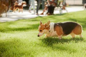 retrato de un perro de el corgi raza en un antecedentes de verde césped en un soleado día en el parque foto