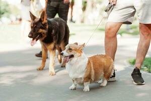 personas caminar un corgi perro en verano en el parque foto