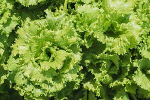 Fresco ensalada crece en un vegetal jardín en un pueblo en verano foto