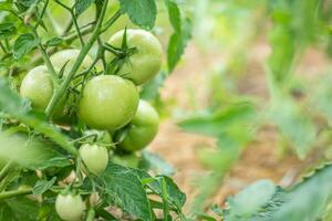 Group of fresh green tomatoes grow on bushes in the village photo