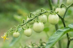 Green cherry tomatoes grow on bushes in the vegetable garden in summer. Close-up photo