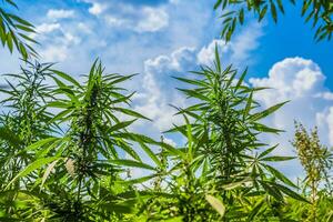 Fresh hemp grows on the field against the sky in summer on a sunny day photo