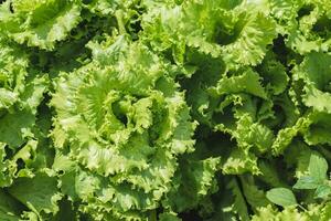 Fresco ensalada crece en un vegetal jardín en un pueblo en verano foto