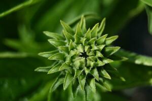 a close up of a green plant with a flower photo