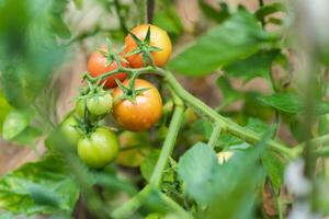 Green and red tomatoes ripen in the vegetable garden in summer photo