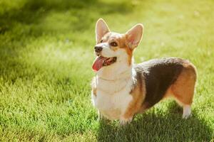 retrato de un perro de el corgi raza en un antecedentes de verde césped en un soleado día en el parque foto