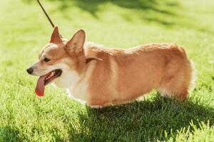 retrato de un perro corgi raza en un antecedentes de verde césped en un soleado día en verano foto