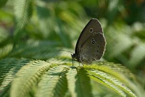 un marrón mariposa en un verde hoja foto