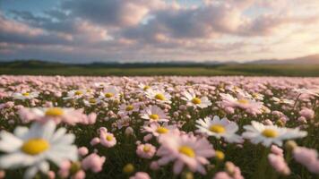 AI Generative. Pink and white Chamomile field in twilight sky photo