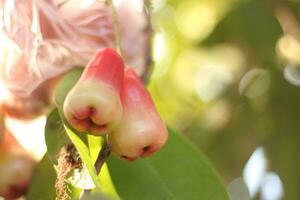 Water guava is fruiting and has started to ripen and is ready to be harvested. photo