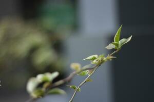 antecedentes con un naturaleza thema con pequeño hoja en el lado. foto