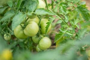 Green tomatoes grow in a vegetable garden in summer photo