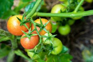 Green and red tomatoes ripen in the vegetable garden in summer photo