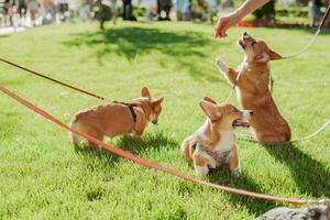 Portrait of little corgi puppies which are walking on the lawn in summer on a sunny day photo