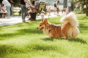 retrato de un perro corgi raza en un antecedentes de verde césped en un soleado día en verano foto