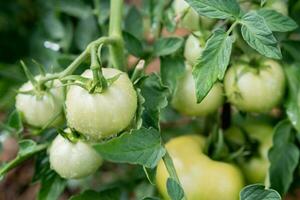 Green tomatoes grow in a vegetable garden in summer photo