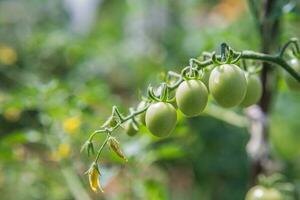 Green cherry tomatoes grow on bushes in the vegetable garden in summer. Close-up photo