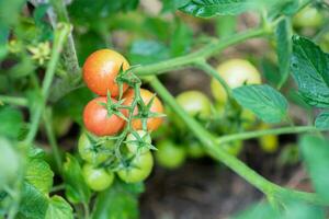 Green and red tomatoes ripen in the vegetable garden in summer photo