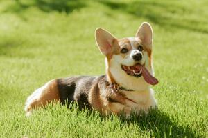 Portrait of a dog of the Corgi breed on a background of green grass on a sunny day in the park photo