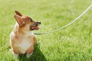 Portrait of a corgi puppy in summer on a background of grass on a sunny day photo