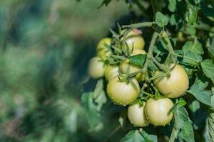 Green tomatoes in the garden grow in the summer in the village photo