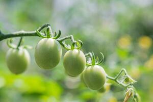 Green cherry tomatoes grow on bushes in the vegetable garden in summer. Close-up photo