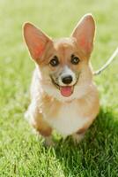 Portrait of a corgi puppy in summer on a background of grass on a sunny day photo