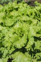 Fresh salad grows in a vegetable garden in a village in summer photo