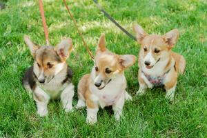 Portrait of three puppies of the Corgi breed in summer on a background of grass on a sunny day photo