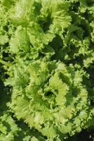 Fresh salad grows in a vegetable garden in a village in summer photo