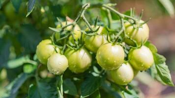 verde Tomates en el jardín crecer en el verano en el pueblo foto