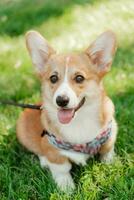 Portrait of a corgi puppy in summer on a background of grass on a sunny day photo