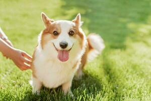 retrato de un perro de el corgi raza en un antecedentes de verde césped en un soleado día en el parque foto