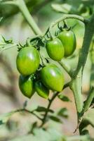Group of fresh green tomatoes grow on bushes in the village photo