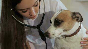 Female veterinarian checks up the dog's breath video