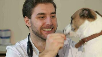 masculino veterinario feeds a cachorro video