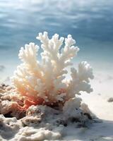 Beautiful coral on the seashore. Selective focus. photo