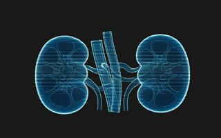 Kidney with holographic image effect, 3d rendering. photo