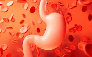 Human stomach and blood background, 3d rendering. photo