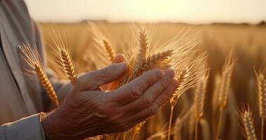 Close-up of a man holding a bundle of golden wheat stalks. Creating using generative AI tools photo