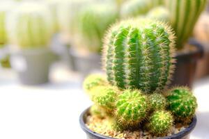 un grupo de cactus en un pequeño maceta en el jardín. foto