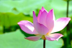 Pink lotus and nature in the swamp. photo