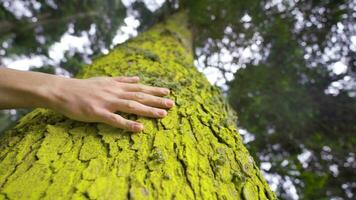 a amor naturaleza, a toque el árbol. video