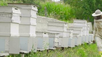 The beekeeper checks the hives. video