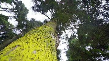 émouvant et caressant une pin arbre. video