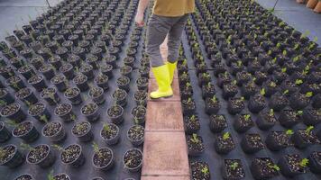 joven jardinero, florista trabajando en invernadero. video