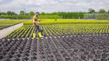 Flower and seedling cultivation. video