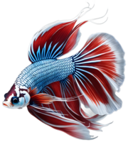 siamese fighting fish isolated on translucent background. ai generative png