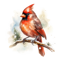 Cardinal Bird For Christmas Event. Watercolor Style. AI Generated png